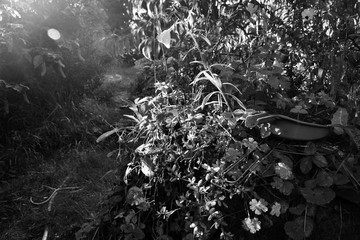 Massive black and white flowers, with an interesting play of light.
