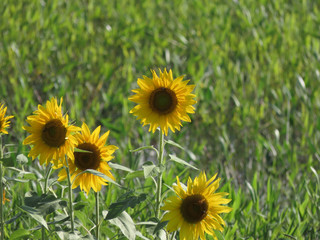 Sunflower flowers surrounded by green leaves