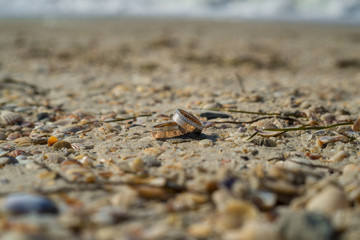 Yellow gold wedding rings close-up on sand background with shells
