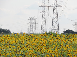 Farm with sunflower plantation surrounded by electric grid