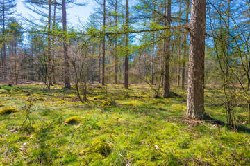 Trees in a forest below a blue sky in sunlight in spring