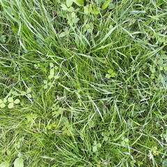 Abstract background green grass on a sunny lawn