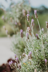 bee on lavender flower