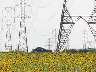 Farm with sunflower plantation surrounded by electric grid