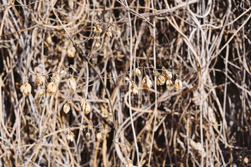 Dry old grass. Spring day. Closeup plants.