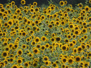 Farm with sunflower plantation in large quantities