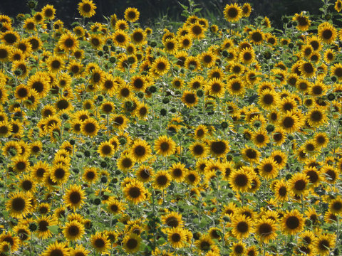 Farm with sunflower plantation in large quantities