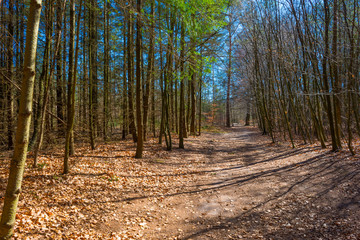 Trees in a forest below a blue sky in sunlight in spring