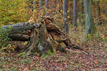 Fallen old tree in the forest, autumn, after storm