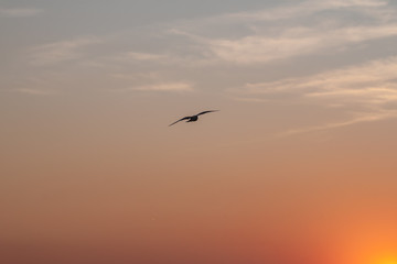 Fototapeta na wymiar beautiful sunset sky with one lonely bird