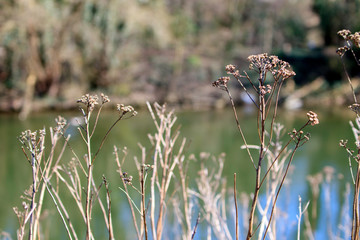 Sur les bords de la Meuse