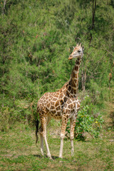 Giraffe in the park