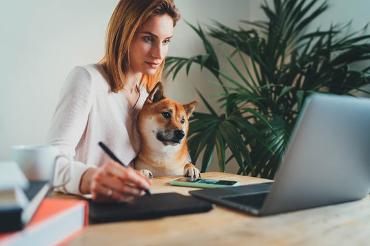 Attractive young woman graphic designer working at home office remotely sitting with best friend dog using digital graphic tablet, professional female retoucher sitting at modern home workspace