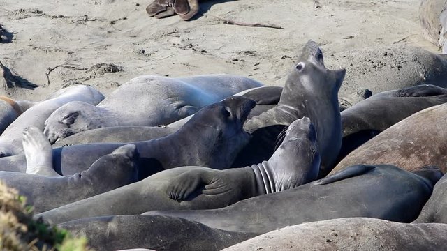 California Sea Lions And Seals are easily spotted at many beaches in the USA. Pacific harbor seals, elephant seals, and rarer fur seals
