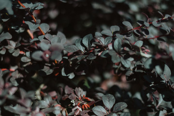 leaves of a dark berry blue bush