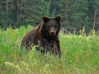 Adult Brown bears playing and posing among swamp forest