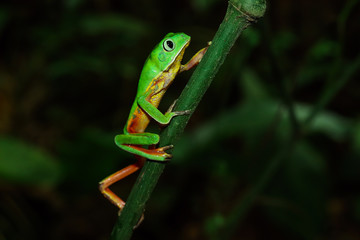 Phyllomedura distincta