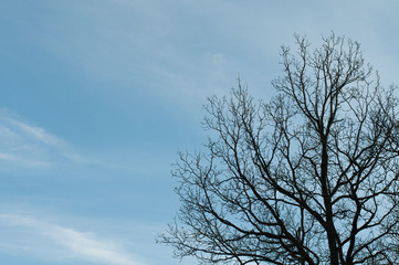 Fototapeta na wymiar bare canopy of an oak tree in winter