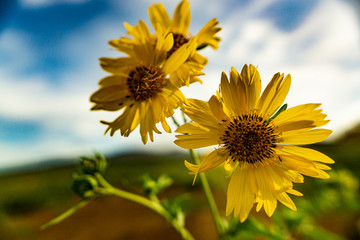 Bright yellow wild sunflowers against a blurred blue clouded sky on a summer day in Hawaii. Yellows Blues, Blurred background
