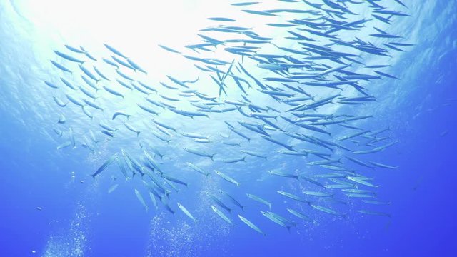 ロタ島　ダイビングスポット　魚の群れ