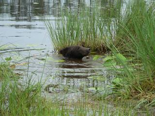 Adult Brown bears playing and posing among swamp forest
