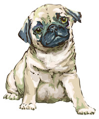 Pug puppy dog on a white background. Vector image.