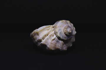 sea shell on black background