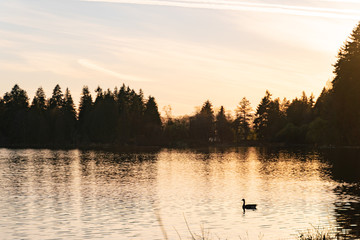 Obraz na płótnie Canvas Goose on Lake in Sunset