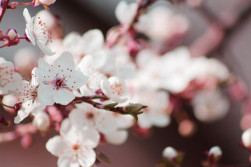 beautiful spring tree blossom background