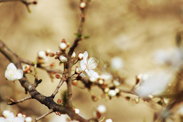 beautiful spring tree blossom background