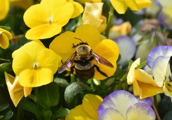 A bee pollinating a yellow flower