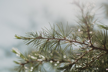 needles of a pine tree 