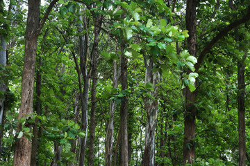 Fototapeta premium Teak trees in an agricultural forest in Kerala India