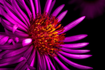 Obraz premium Macro photography very colourful flowers.