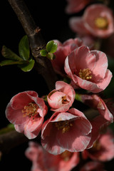 Chaenomeles japonica Japanese Quince