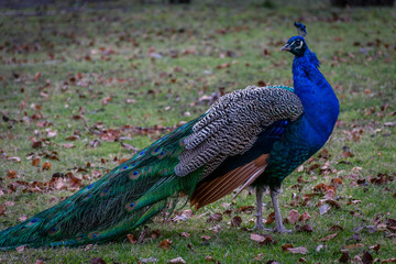 Obraz premium Beautiful peacock bird in the park