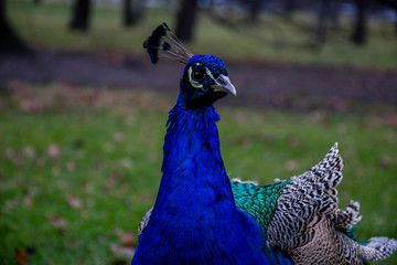 Naklejka premium Portrait of peafowl (peacock) in park