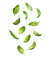 Fresh basil leaves falling on white background