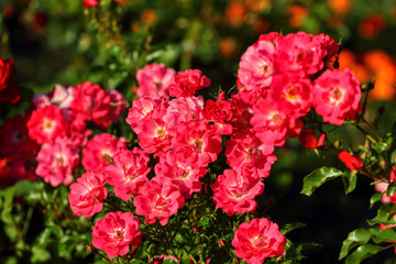 Beautiful spring flowers
