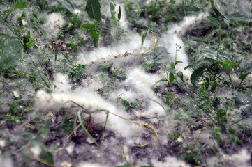 Poplar fluff on the grass in a park.