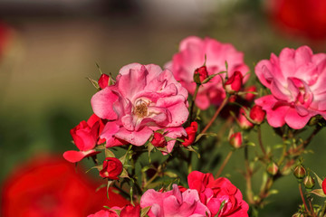 Beautiful spring flowers