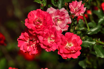 Beautiful spring flowers