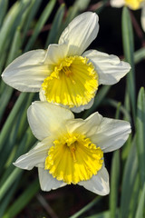 Beautiful spring flowers