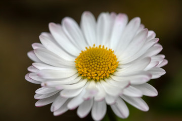 Fototapeta premium Beautiful spring flowers