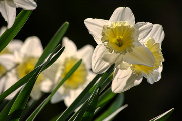 Obraz premium Beautiful spring flowers