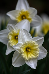 Fototapeta na wymiar Beautiful spring flowers