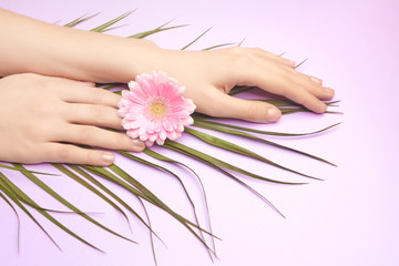 Obraz na płótnie Canvas Womans hands with a bright pink gerbera flower and palm branch on a purple backround. Product or skin care, natural petal cosmetics, anti-wrinkle hand care.