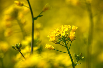 Obraz premium Beautiful spring flowers