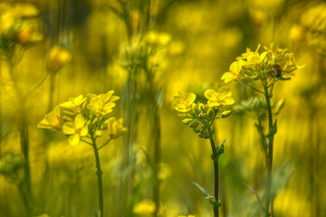 Obraz premium Beautiful spring flowers