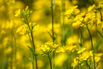 Beautiful spring flowers